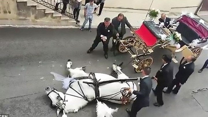 Βίντεο που σοκάρει – Κατέρρευσε άλογο που μετέφερε μελλόνυμφους